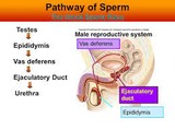 Sperm pathway