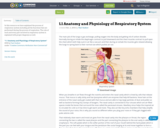 1.1 Anatomy and Physiology of Respiratory System