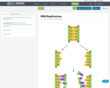 DNA Replication