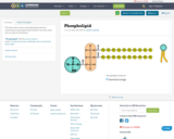 Phospholipid