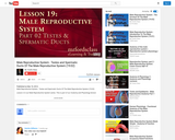 The Male Reproductive System : Testes and Spermatic Ducts (19:02)