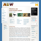 Molothrus ater: Information