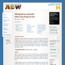 Miniopterus australis: Information