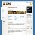 Otocyon megalotis: Information