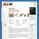 Passeridae: Information