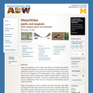 Motacillidae: Information