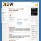 Mormoops megalophylla: Information