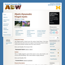 Myotis thysanodes: Information