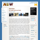 Otariidae: Information