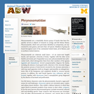 Phrynosomatidae: Information