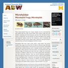 Microhylidae: Information