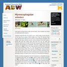 Myrmecophagidae: Information