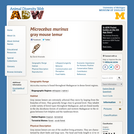 Microcebus murinus: Information