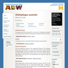 Onthophagus australis: Information