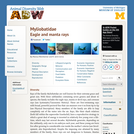 Myliobatidae: Information