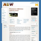 Peromyscus californicus: Information