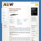 Phocoena phocoena: Information