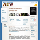 Oreamnos americanus: Information