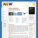 Mimus polyglottos: Information