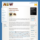 Myocastoridae: Information