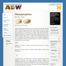 Monoplacophora: Information