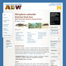 Micropterus salmoides: Information