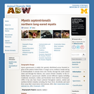 Myotis septentrionalis: Information