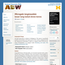 Microgale longicaudata: Information