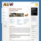 Oryctolagus cuniculus: Information