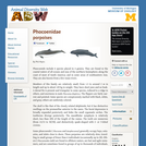 Phocoenidae: Information