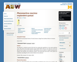 Pharomachrus mocinno: Information