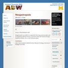 Neogastropoda: Information