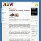 Pelobatidae: Information