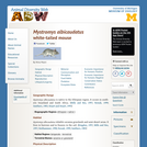 Mystromys albicaudatus: Information