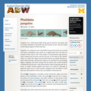 Pholidota: Information