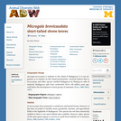 Microgale brevicaudata: Information