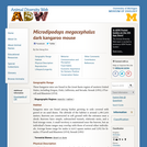 Microdipodops megacephalus: Information