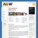 Ovis canadensis: Information