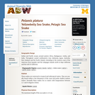 Pelamis platurus: Information