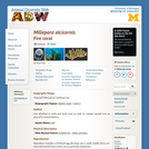 Millepora alcicornis: Information