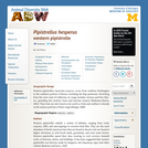 Pipistrellus hesperus: Information