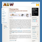 Phalangeridae: Information