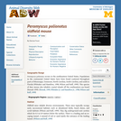 Peromyscus polionotus: Information