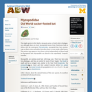 Myzopodidae: Information