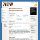 Mesoplodon stejnegeri: Information