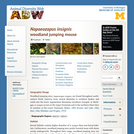 Napaeozapus insignis: Information