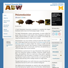 Pelomedusidae: Information