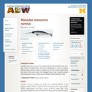 Monodon monoceros: Information