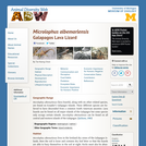 Microlophus albemarlensis: Information