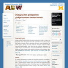 Mesoplodon ginkgodens: Information